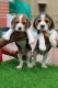 Beagle Puppies for sale in K. K. Nagar, Chennai, Tamil Nadu, India. price: 25000 INR