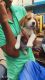 Beagle Puppies for sale in Maruthi Veedhi, Shivaji Nagar, Hyderabad, Telangana 500003, India. price: 20000 INR