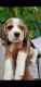 Beagle Puppies for sale in Old Town, Tanuku, Timmarajupuram, Tanuku, Andhra Pradesh 534211, India. price: 28000 INR