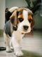 Beagle Puppies for sale in South Extension, South Extension I, New Delhi, Delhi, India. price: 21000 INR