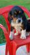 Beagle Puppies for sale in Columbiana, OH 44408, USA. price: $350