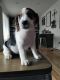 Beagle Puppies for sale in Cottage Grove, OR 97424, USA. price: NA