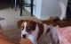 Beagle Puppies for sale in North Chesterfield, Richmond, VA 23234, USA. price: $450