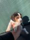 Beagle Puppies for sale in Bridgeport, WV 26330, USA. price: $250