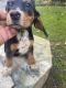 Beagle Puppies for sale in Haverhill, MA, USA. price: $600
