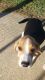 Beagle Puppies for sale in Townsend, DE 19734, USA. price: $400