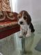 Beagle Puppies for sale in Gandhinagar, Gujarat, India. price: 35000 INR