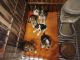 Beagle Puppies for sale in Onawa, IA 51040, USA. price: $500