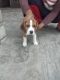 Beagle Puppies for sale in Rama, Punjab 142039, India. price: 15000 INR