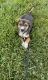Beagle Puppies for sale in Charlotte, NC, USA. price: $500
