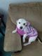 Beagle Puppies for sale in Satsuma, FL 32189, USA. price: $1