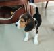 Beagle Puppies for sale in Greater Noida, Uttar Pradesh, India. price: 25000 INR