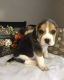 Beagle Puppies for sale in Belle, MO 65013, USA. price: NA