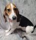 Beagle Puppies for sale in Athens, OH 45701, USA. price: $250