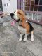 Beagle Puppies for sale in Oddanchatram, Tamil Nadu 624619, India. price: 25000 INR