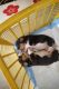 Beagle Puppies for sale in Madhurawada, Visakhapatnam, Andhra Pradesh, India. price: 27000 INR