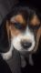 Beagle Puppies for sale in Sturbridge, MA 01566, USA. price: $800