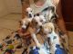 Beagle Puppies for sale in Colorado Springs, CO, USA. price: $500