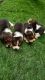 Beagle Puppies for sale in Kottayam, Kerala, India. price: 35000 INR