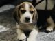 Beagle Puppies for sale in Kengeri, Bengaluru, Karnataka 560060, India. price: 23000 INR