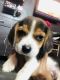 Beagle Puppies for sale in Shikaripur, Karnataka 577427, India. price: 12000 INR