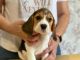 Beagle Puppies for sale in Riverside, CA 92504, USA. price: NA