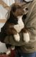 Beagle Puppies for sale in Ubly, MI 48475, USA. price: $200