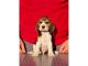 Beagle Puppies for sale in Los Angeles St, Eilat, Israel. price: 650 ILS