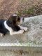 Beagle Puppies for sale in Vanceburg, KY 41179, USA. price: $500