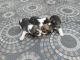 Beagle Puppies for sale in Kotagiri, Tamil Nadu 643217, India. price: 1 INR