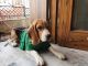 Beagle Puppies for sale in Tri Nagar, Delhi, India. price: 28000 INR