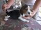 Beagle Puppies for sale in Brookline, MA, USA. price: $650