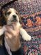 Beagle Puppies for sale in Owensville, MO 65066, USA. price: $800