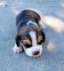 Beagle Puppies for sale in Fort Meade, FL, USA. price: $800