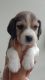 Beagle Puppies for sale in Doddakallasandra, Konanakunte, Bengaluru, Karnataka 560062, India. price: NA