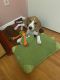 Beagle Puppies for sale in Burbank, CA 91501, USA. price: $1,200