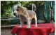 Beagle Puppies for sale in Kandivali, Kandivali East, Mumbai, Maharashtra, India. price: 23000 INR