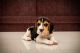 Beagle Puppies for sale in Kukatpally, Hyderabad, Telangana, India. price: 20000 INR
