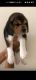 Beagle Puppies for sale in Uppal, Hyderabad, Telangana, India. price: 28 INR