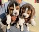 Beagle Puppies for sale in Tambaram, Chennai, Tamil Nadu, India. price: 15000 INR