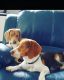 Beagle Puppies for sale in Miami, FL, USA. price: $1,200