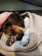 Beagle Puppies for sale in Monroe, WA, USA. price: $2,000