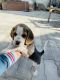 Beagle Puppies for sale in Bhadson, Punjab 147202, India. price: 15000 INR