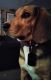 Beagle Puppies for sale in Springfield, MO, USA. price: NA