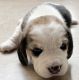 Beagle Puppies for sale in East Delhi, Delhi, India. price: 25000 INR