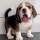Beagle Puppies for sale in Seattle, WA, USA. price: $10
