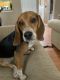 Beagle Puppies for sale in Waldorf, MD, USA. price: $500