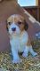 Beagle Puppies for sale in Columbiana, OH 44408, USA. price: $475