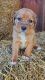 Beagle Puppies for sale in Columbiana, OH 44408, USA. price: $475