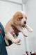 Beagle Puppies for sale in Lucknow, Uttar Pradesh, India. price: NA